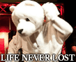 Life Never Lost